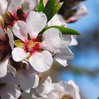 Almond