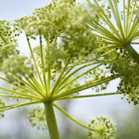 Organic Angelica