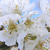 Cherry Blossom