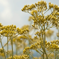 Organic Immortelle