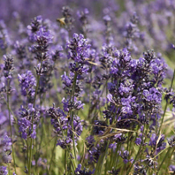 A.O.P. Lavender