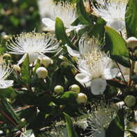 Organic Myrtle