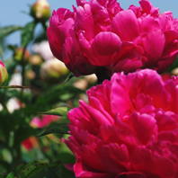 Peony