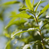 Verbena