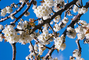 Cherry Blossom
