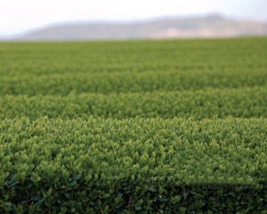 Green Tea
