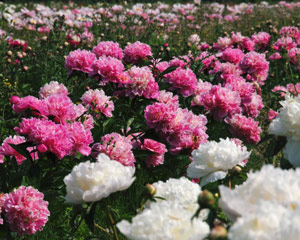 Peony