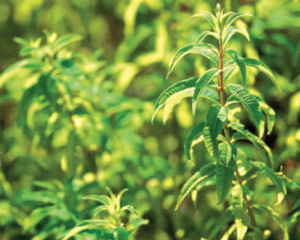 Verbena