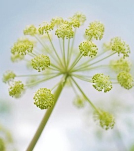 Angelica