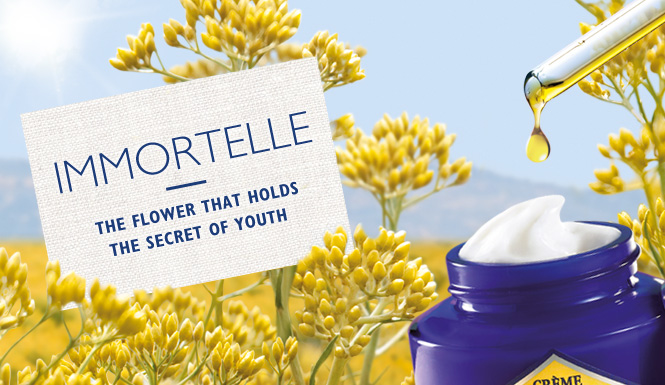 Immortelle The flower that holds the secret of youth