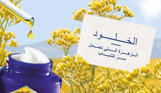  زهرة الخلود، الزهرة التي تحمل سرّ الشباب 
