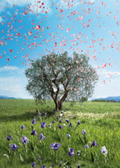 L'Occitane en Provence