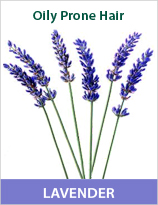 HC_LavenderENG