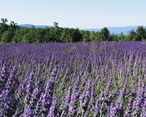 Lavender