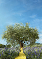 L'Occitane en Provence