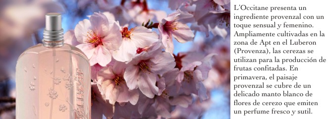 Flor de Cerezo