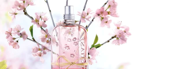 Cherry Blossom