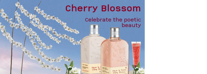 Cherry Blossom