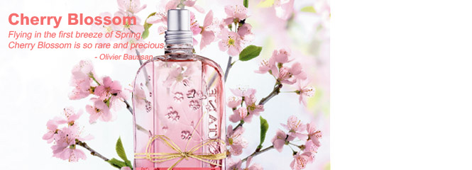 Cherry Blossom