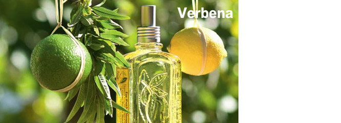 Verbena 