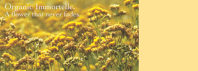 Immortelle