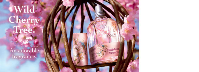 Cherry Blossom