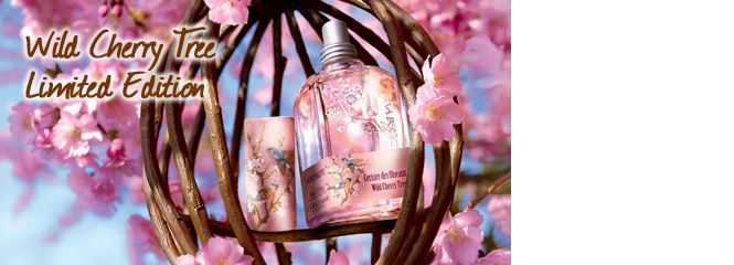 Cherry Blossom