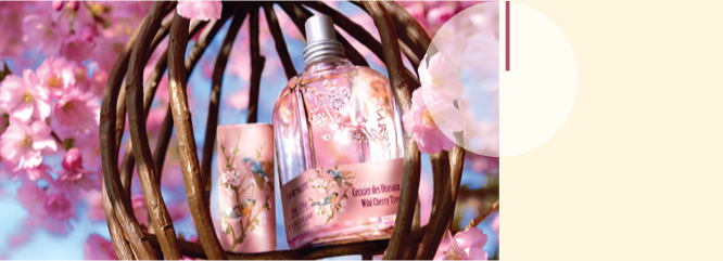 Cherry Blossom