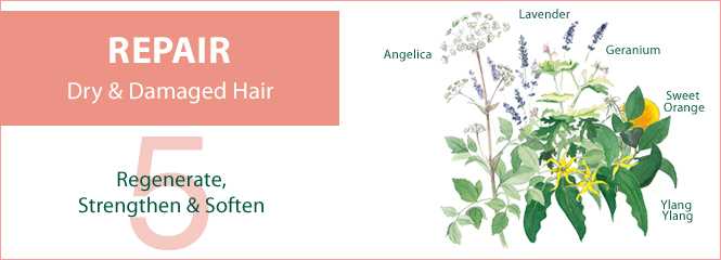 5 Essential Oils to&nbsp;REPAIR