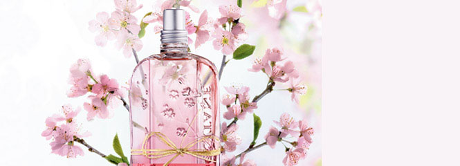 Cherry Blossom
