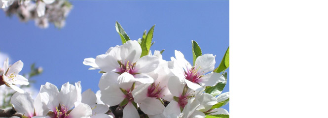 Almond 