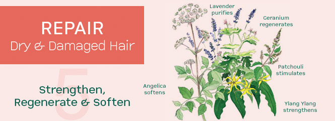 Dry & Damaged Hair