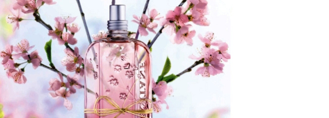 Cherry Blossom