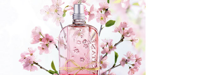 Cherry Blossom
