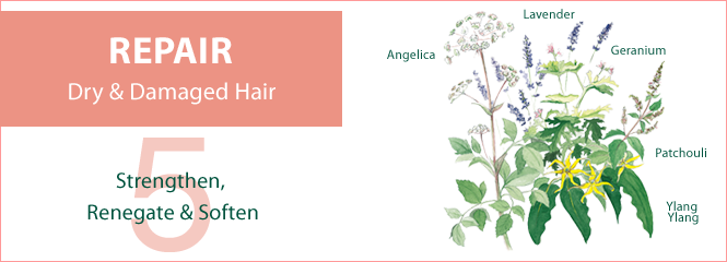 5 Essential Oils to&nbsp;REPAIR