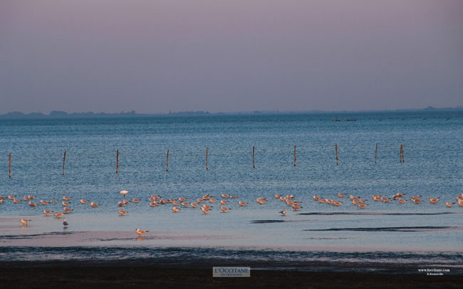 The Vaccarès lagoon, Camargue, at sunset.