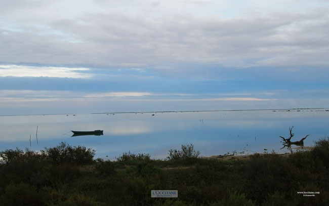 Fishing boat and floating wood on the Vaccarès lagoon, Camargue.