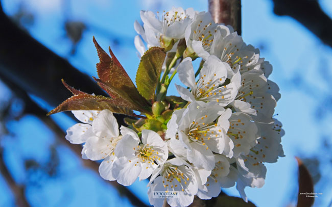 Cherry blossoms in Bonnieux, Vaucluse.