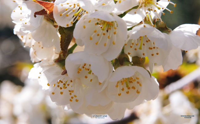 Cherry blossoms in Bonnieux, Vaucluse.
