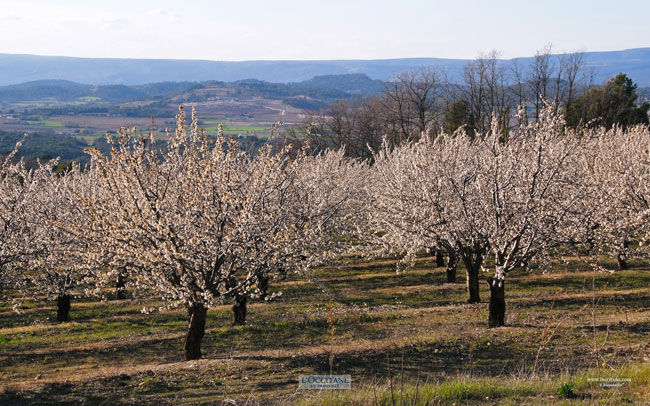 Fields of cherry trees in Bonnieux, Vaucluse.