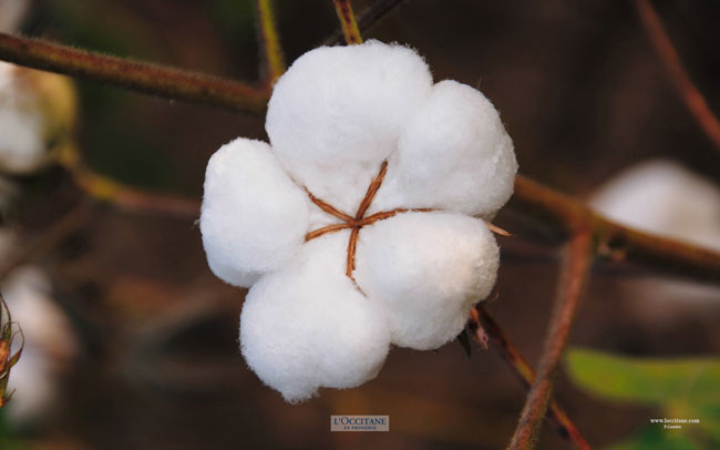 Cotton boll.