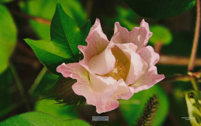 Cotton flowers.