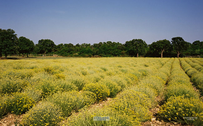 Field of immortelle, Ghisonaccia, Corsica.