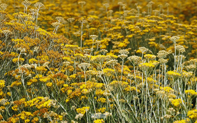 Immortelle flowers, Corsica.