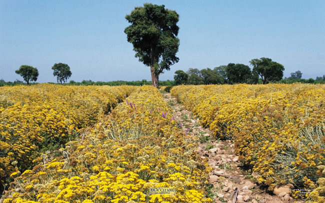 Field of immortelle, Ghisonaccia, Corsica.