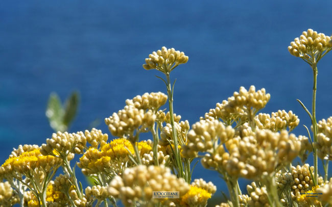 Immortelle flowers, Lumio, Corsica.