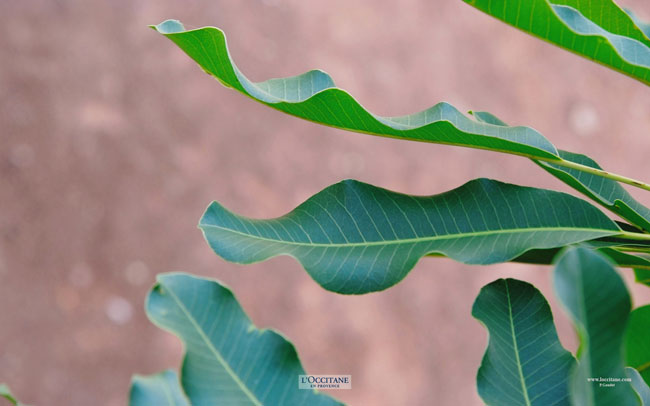 Shea tree leaves, Burkina Faso.