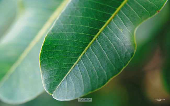 Shea tree leaves, Burkina Faso.