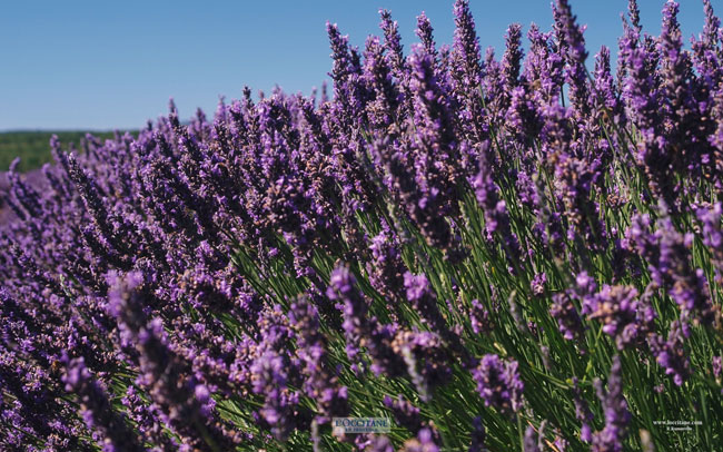 Lavender flowers, Contadour plateau, Haute-Provence.