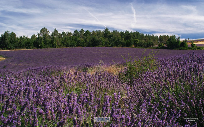 Field of lavender, Contadour plateau, Haute-Provence.